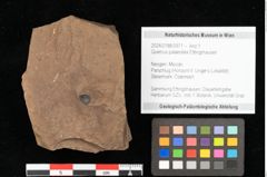 Foto (Objekt + Etikett) von Quercus palaeoilex Ettingshausen (NHMW-GEO-2024-0188-0971)